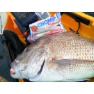 7kg Snapper On Chomp 21 April 2012 001